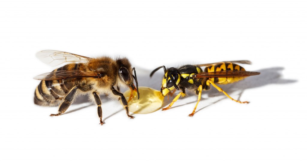 Bee and wasp eat honey